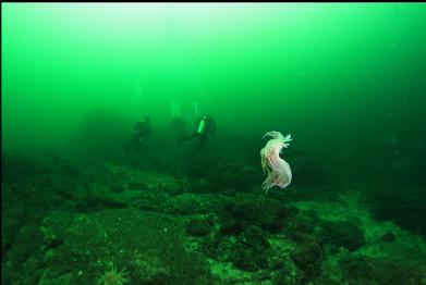 swimming nudibranch and divers near wolfeel den