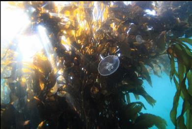 moon jellies and giant kelp