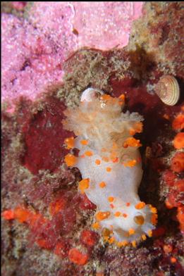 nudibranch