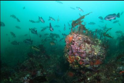 rock fish on top of sewer pipe reef