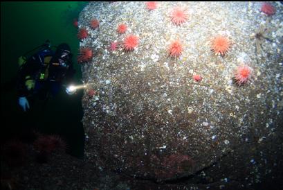 crimson anemones