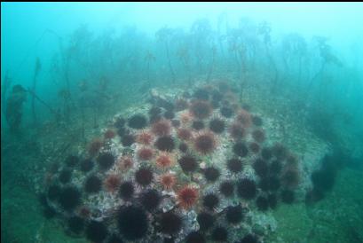 reef with urchins and stalked kelp