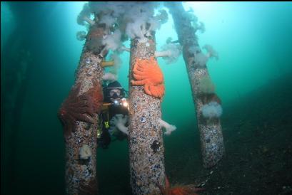 sunflower stars and plumose anemones on dock pilings