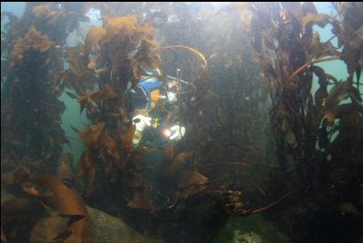 in the kelp