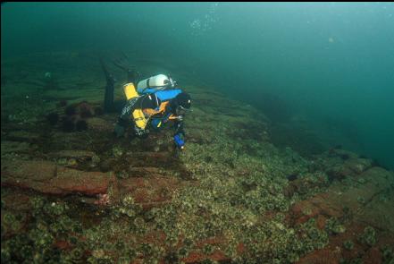 green urchins