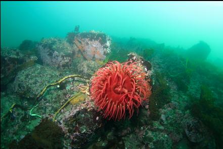 fish-eating anemone