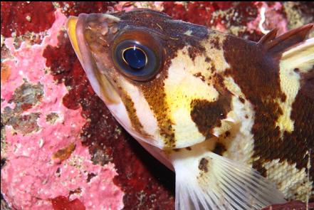 copper rockfish
