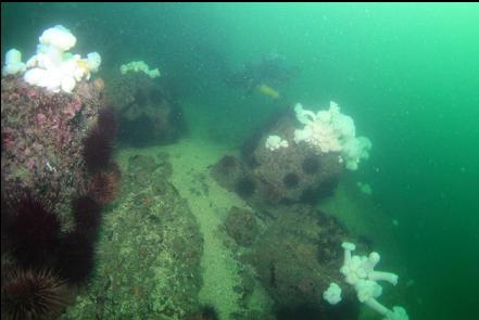 boulders at the base of the reef