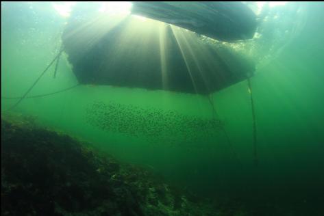 perch under the dock