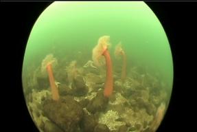 PLUMOSE ANEMONES IN SHALLOWS