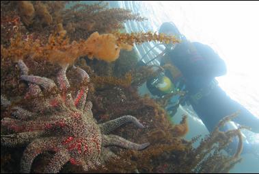 SUNFLOWER STAR NEAR SURFACE