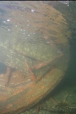 BEACHED BOW OF WRECK