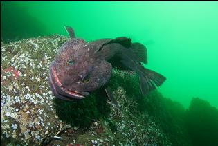 ATTACKING LINGCOD