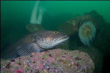 LINGCOD