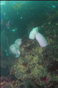 ANEMONES AND YELLOW ENCRUSTING SPONGE