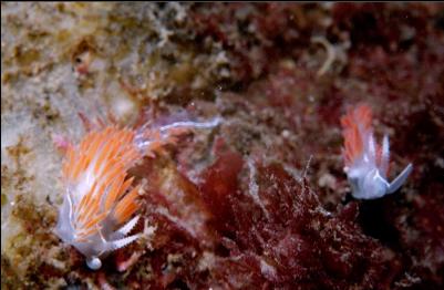 NUDIBRANCHS