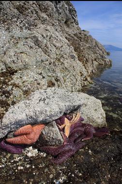 seastars at low tide