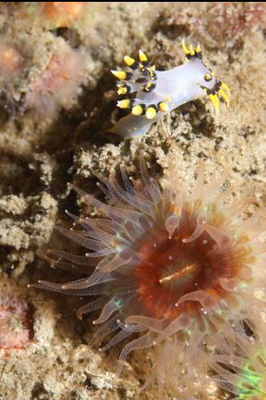 nudibranch and cup coral