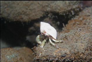 HERMIT CRAB