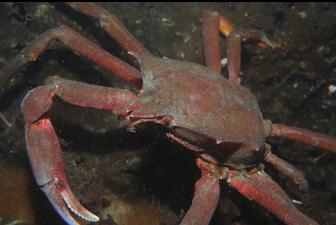 KELP CRAB