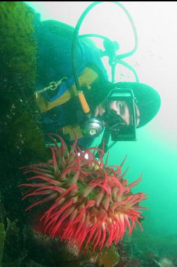 anemone on chain