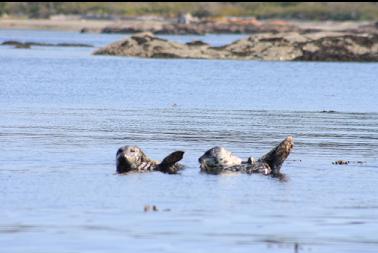 seals