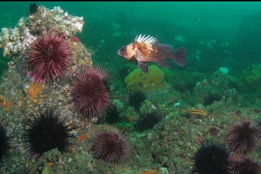 quillback rockfish