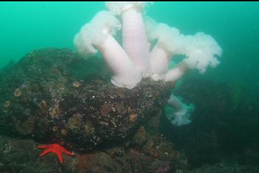 more plumose anemones with accessory sea star