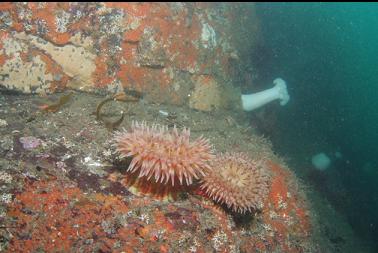 anemones on wall