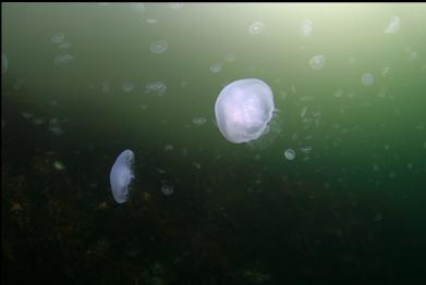 moon jellies