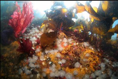 tiny anemones on shallow wall