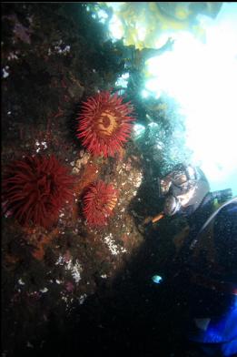 fish-eating anemones