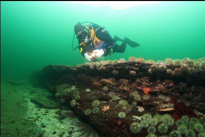 urchins under sandstone slab