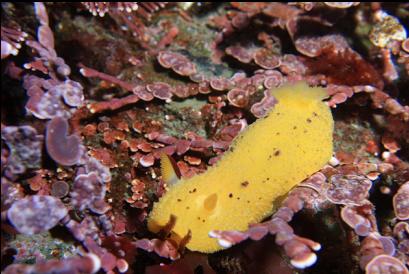 nudibranch on coraline algae