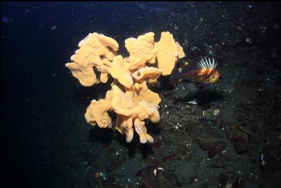 quillback rockfish and cloud sponge
