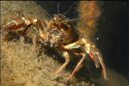 crayfish