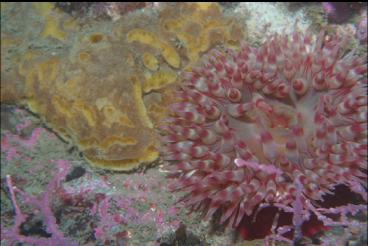 ANEMONE AND SPONGE