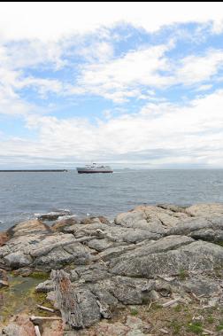 COHO FERRY PASSING OGDEN POINT