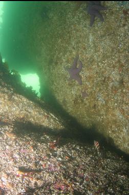 PAINTED GREENLING IN BOTTOM RIGHT CORNER