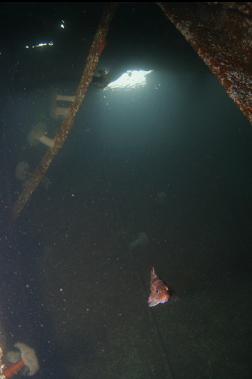 COPPER ROCKFISH IN WRECK