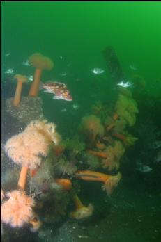 ANEMONES AND FISH AROUND CONCRETE BLOCKS