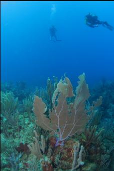 SEA FAN