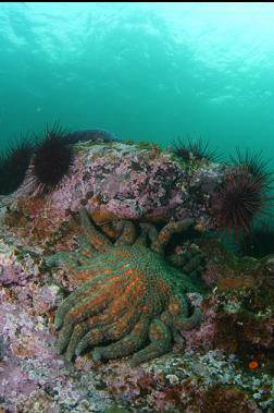 sunflower star in shallows