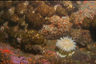 anemone and cemented tube worms