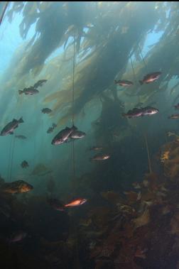 rockfish in kelp