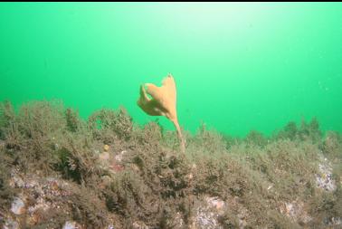 vase sponge on first dive