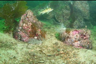 giant nudibranchs and rockfish