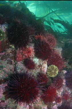 urchins under kelp