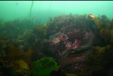 copper rockfish in shallows