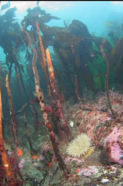 anemone and stalked kelp